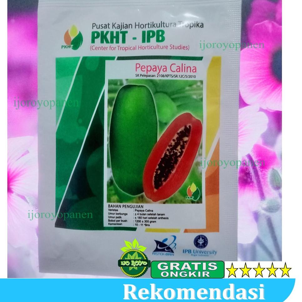 Lariz--BENIH PEPAYA CALINA CALIFORNIA IPB ISI 250 butir PKHT IPB