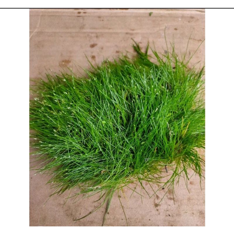 Tanaman Carpet Hairgrass Lempeng | Tanaman Karpet Aquascape