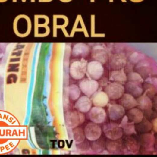 

limited STOCK!500 gram Jumbo Super Bawang Tunggal TOV Bawang Putih Lanang|SQ5