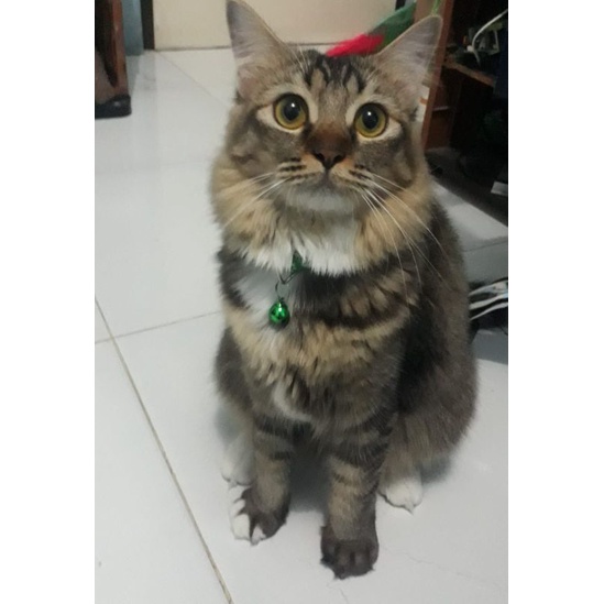 

untuk berat 2kg