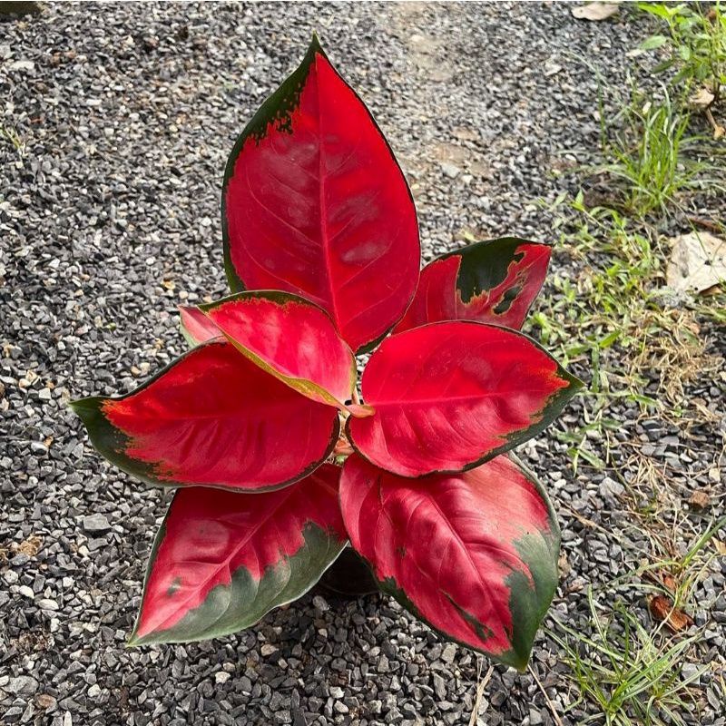 ( COD ) Bunga aglonema suksom/ tanaman aglonema suksom/ tanaman hias hidup/ tanaman hias murah meria