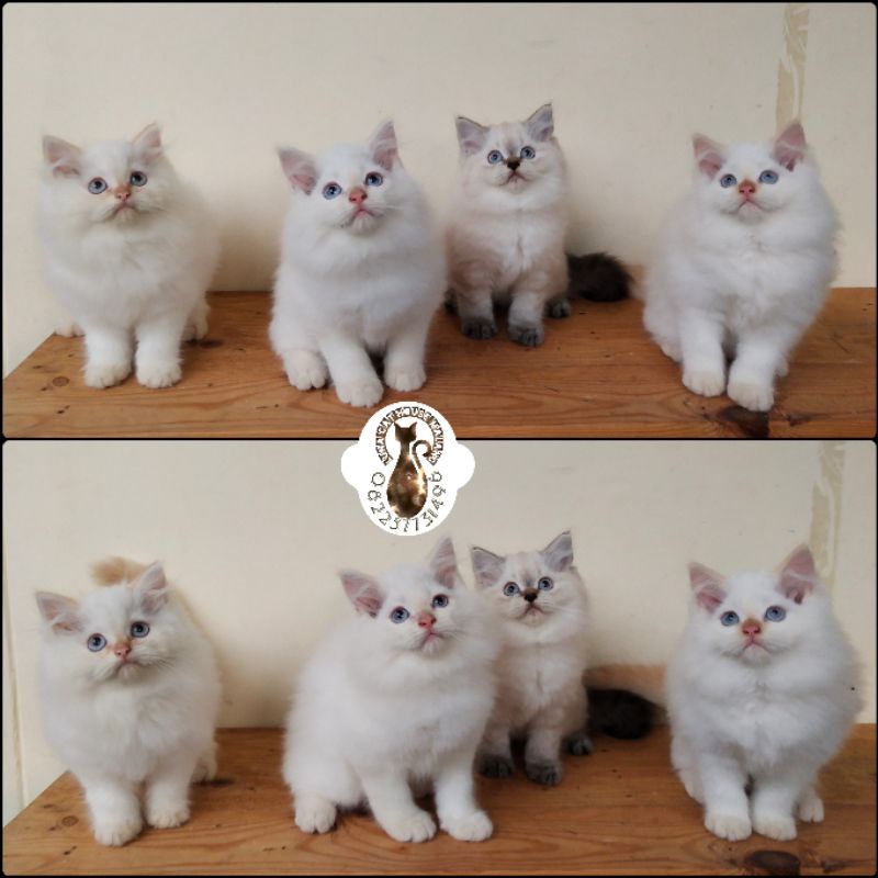 kucing himalaya
