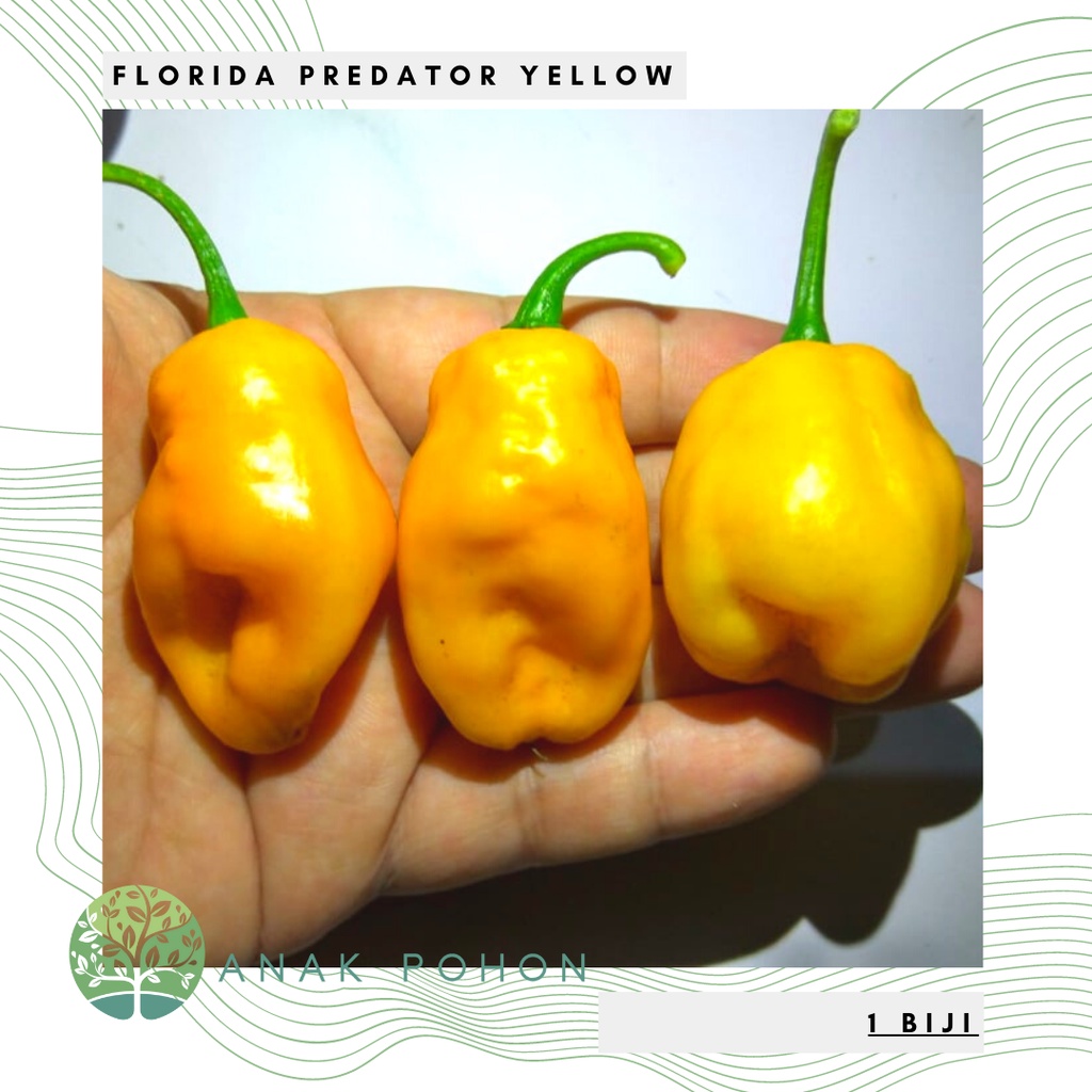 Benih Bibit Biji - Cabai Florida Predator Yellow Pepper Seeds