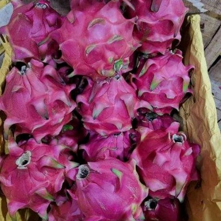 

buah naga super dan fresh 1kg