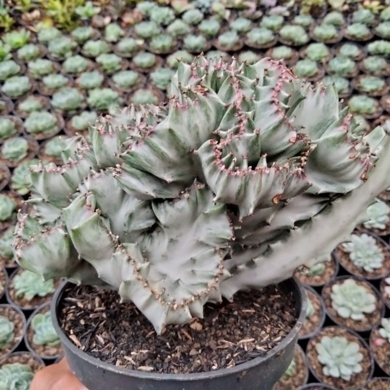 euphorbia lactea cristata cream