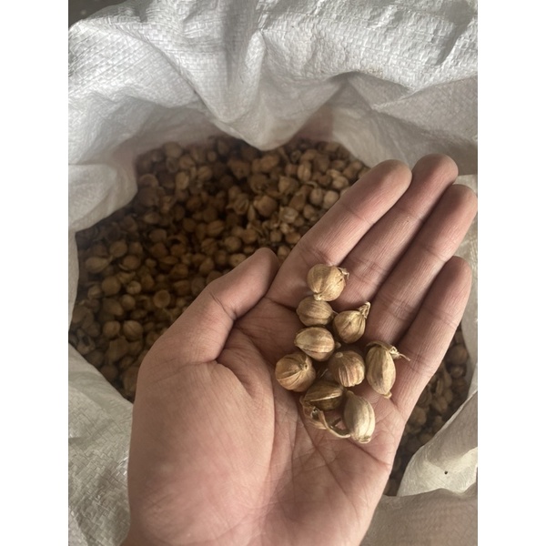 

KAPULAGA PREMIUM QUALITY 1kg