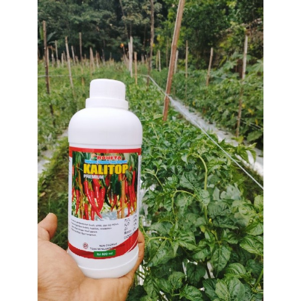 Nutrisi Cair Kalitop 500ml Pupuk Kalium Premium Cair Tanpa Chlor Nutrisi Untuk Tanaman Sehat Berkwalitas Andalan Atasi Gugur Bunga Dan Buah Solusi Segala Musim Kalium Top