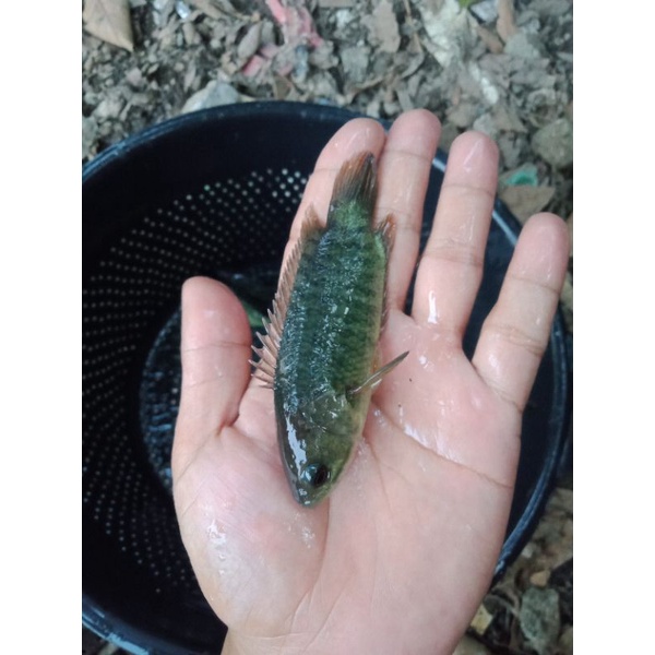bibit ikan betok papuyu