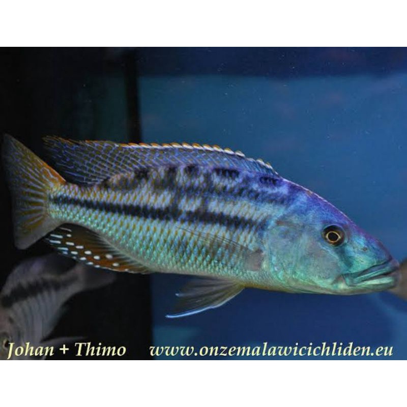 Tyrannochromis Macrostoma Big Mouth Hap Cichlid Malawi