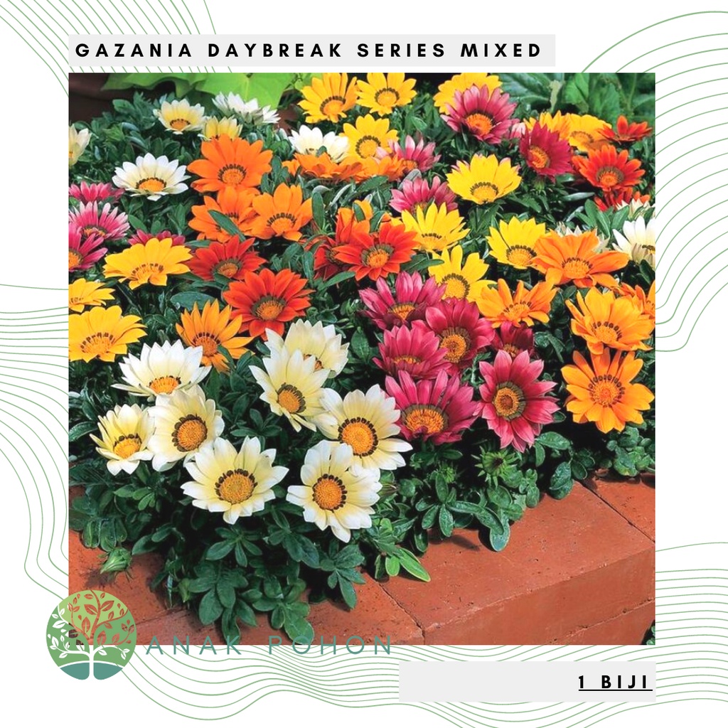 Benih Bibit Biji - Bunga Gazania Daybreak Series Mixed Flower Seeds - IMPORT