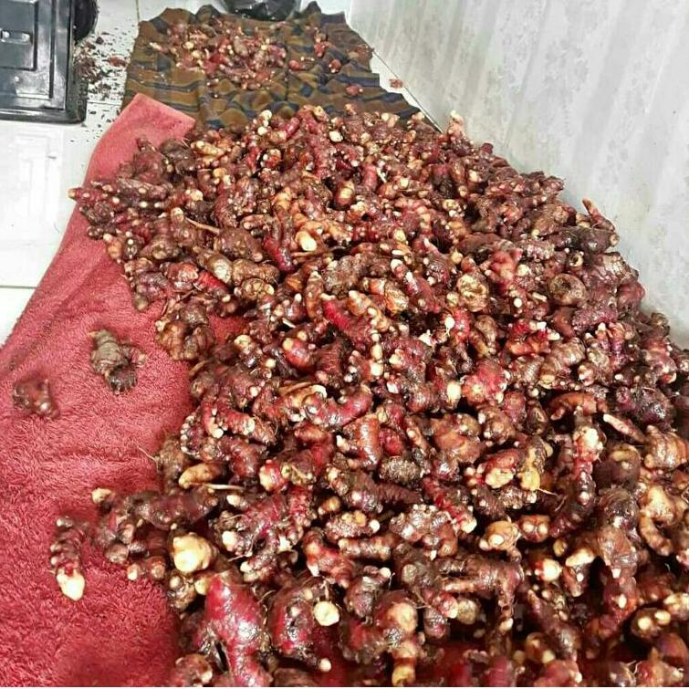 

Real produk--Jahe merah 1kg