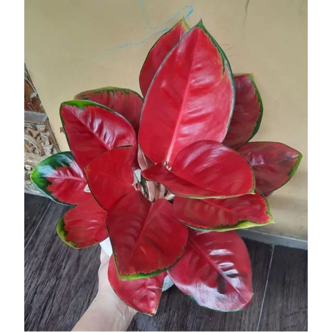 Aglonema Suksom Culture Dewasa / Tanaman Hias Aglonema Aglaonema Suksom Jaipong Culture Remaja Besar