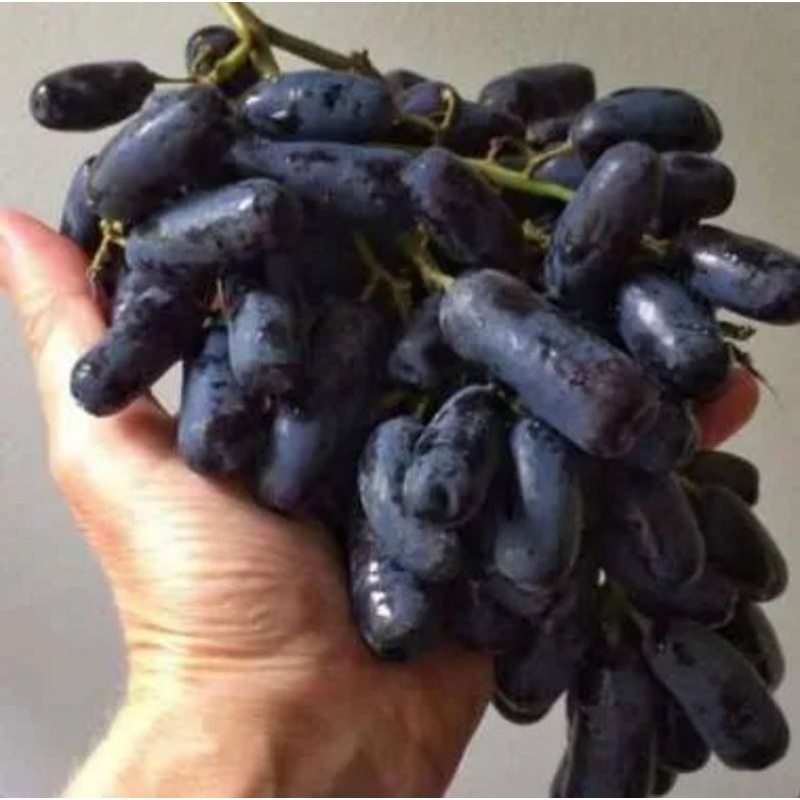 

Anggur Moondrop / Sweet Shapire Berat 500 Grm