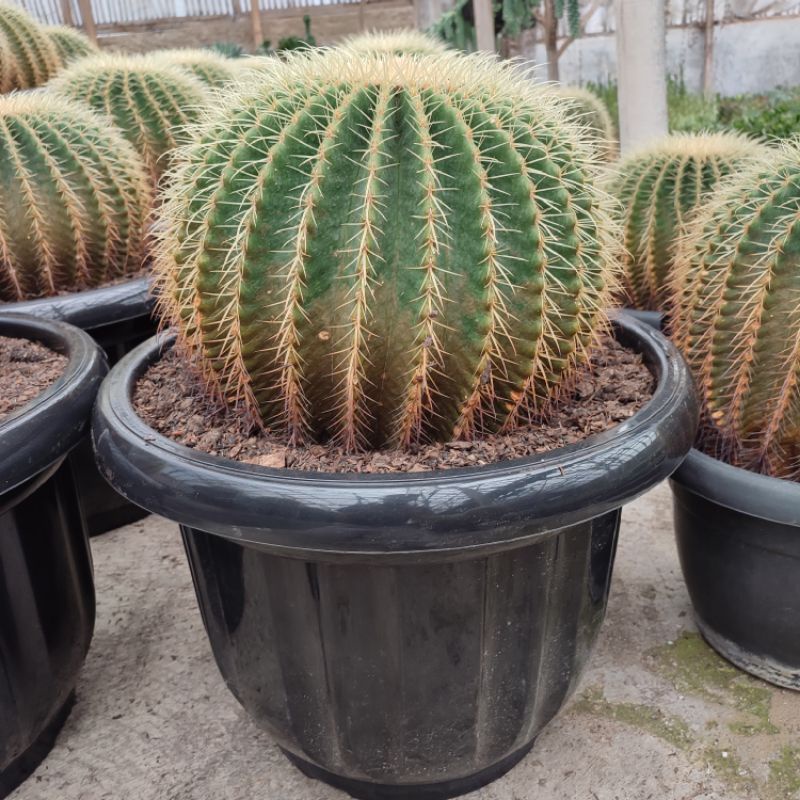 Echinocactus Grusoni/Golden Barrel Cluster | DP 35cm