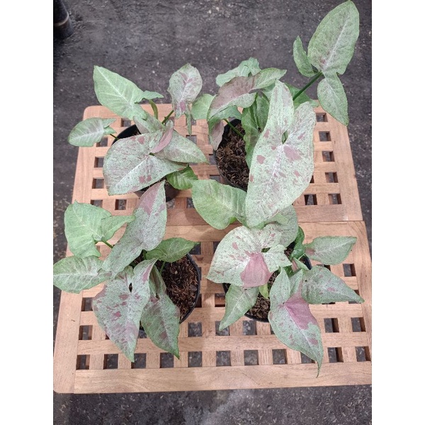 syngonium milk confetti / confetti milk