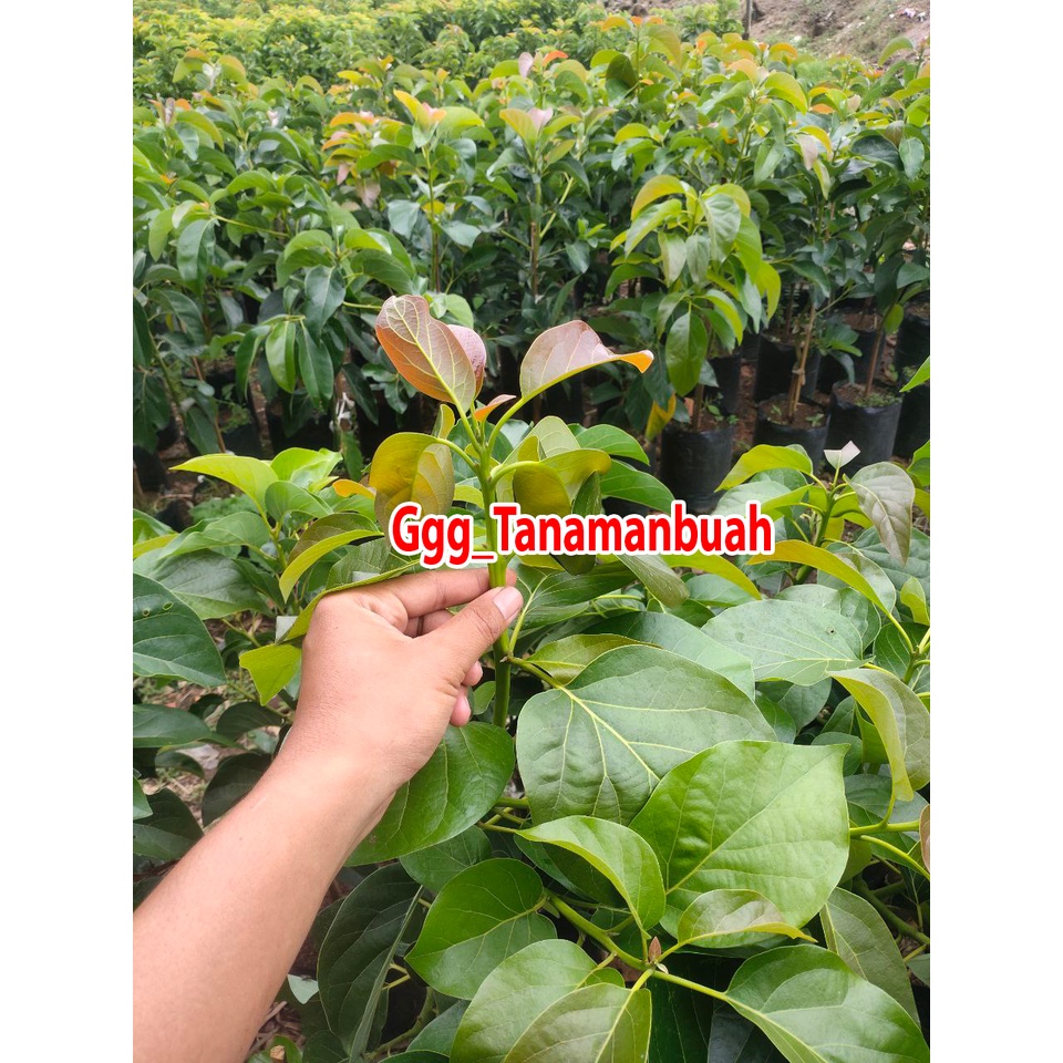 Bibit alpukat Red Vietnam 1 meter batang besar