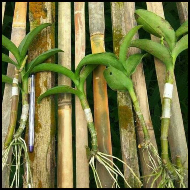 Paket Anggrek Dendrobium Teiki / Keiki