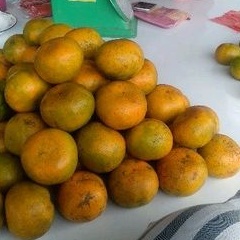 

Jeruk Medan Ukuran Jumbo