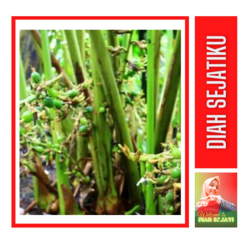 Paket Bibit Kapulaga Hijau India Malabar Original Green Cardamon