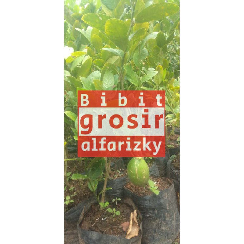 bibit jeruk lemon sudah berbuah