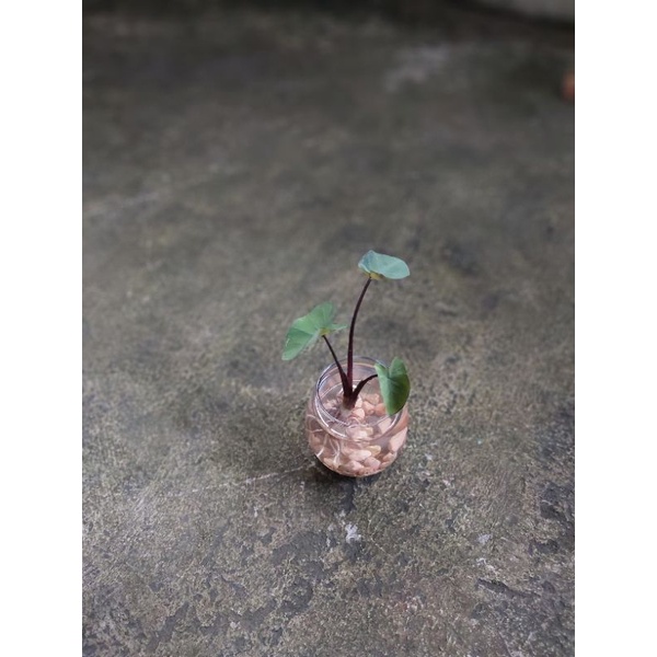 Vas Bunga Kaca / Vas Kaca Bulat / Pot Tanaman Air / Gelas Cupang / Gelas kaca