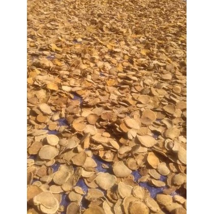 

COD✔️Temulawak kering atau Curcuma 1kg Super kualitas Ekspor|KD8