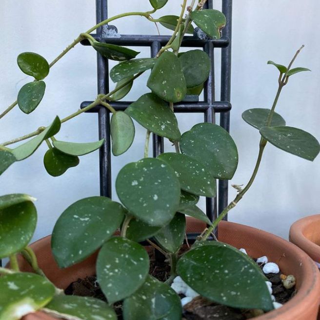 tanaman hias Hoya obovata - tanaman hias Hoya - tanaman pot gantung Hoya - tanaman gantung - hoya