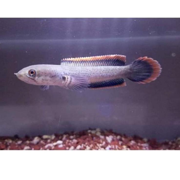 

Sikat abis--Channa Limbata CB Asli GARANSI MENTAL (BONUS PELET REMIUM)