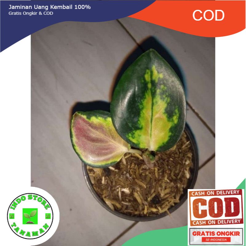 Aglonema Sultan Brunei Baby 1-2 daun