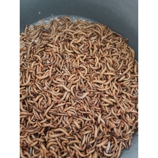 ULAT HONGKONG MURAH //ULAT HIDUP//PAKAN IKAN CHANA//PAKAN BURUNG