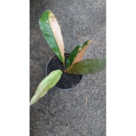 Anthurium Hokeri pink