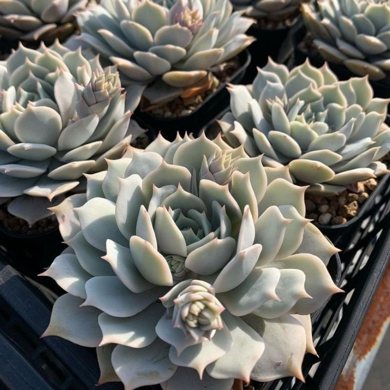 Sukulen Echeveria Lola / Fleur Blance