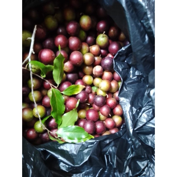 

buah rukem kaya manfaat