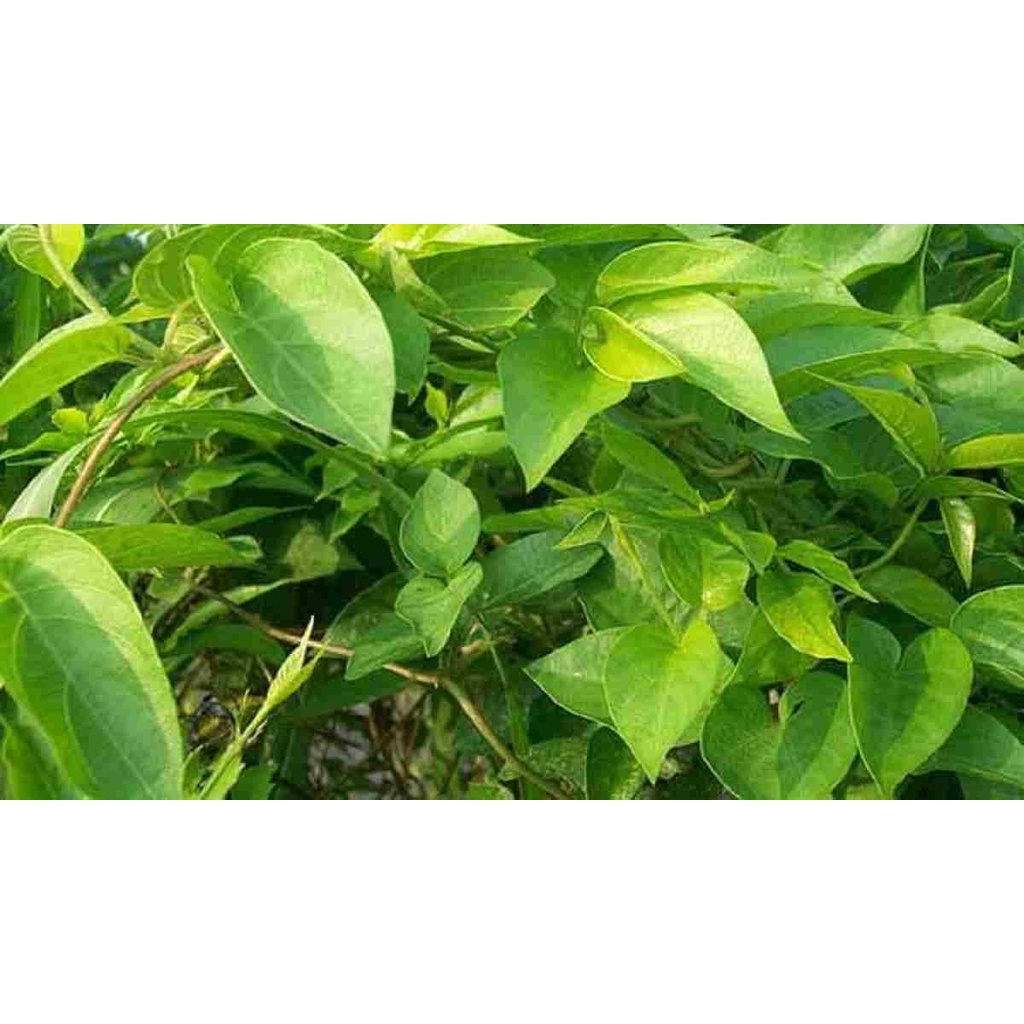 Daun sembukan / daun kentut segar 250 gram/kwalitas super