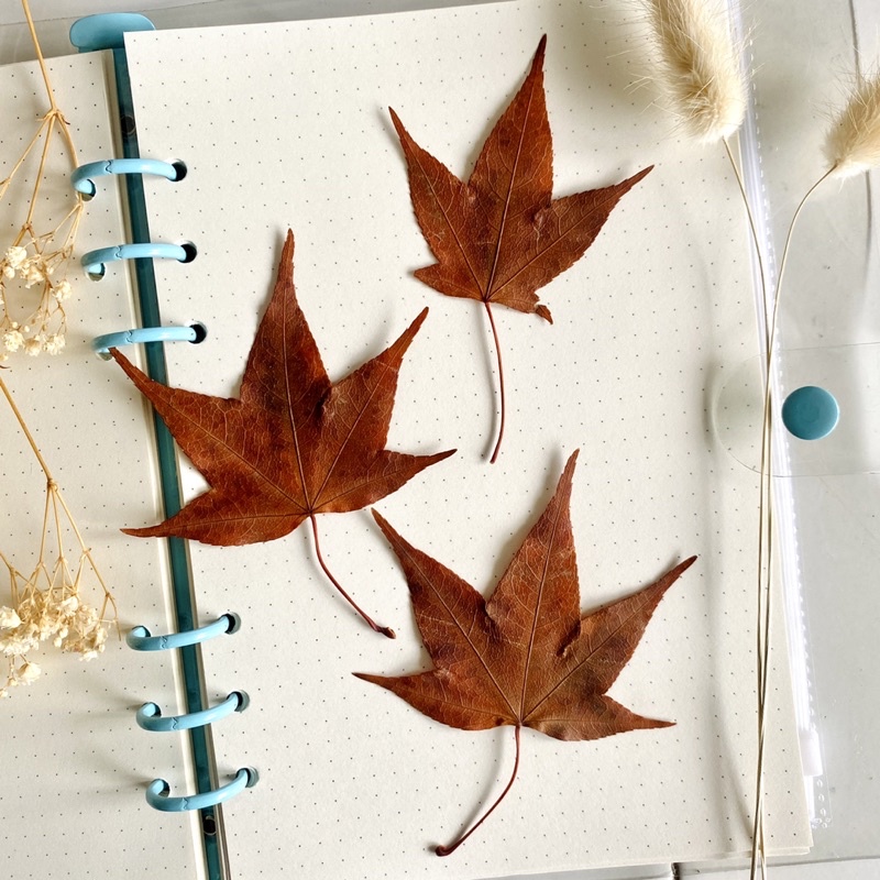 Daun Maple / Autumn Leaves preserved asli import/ daun musim gugur