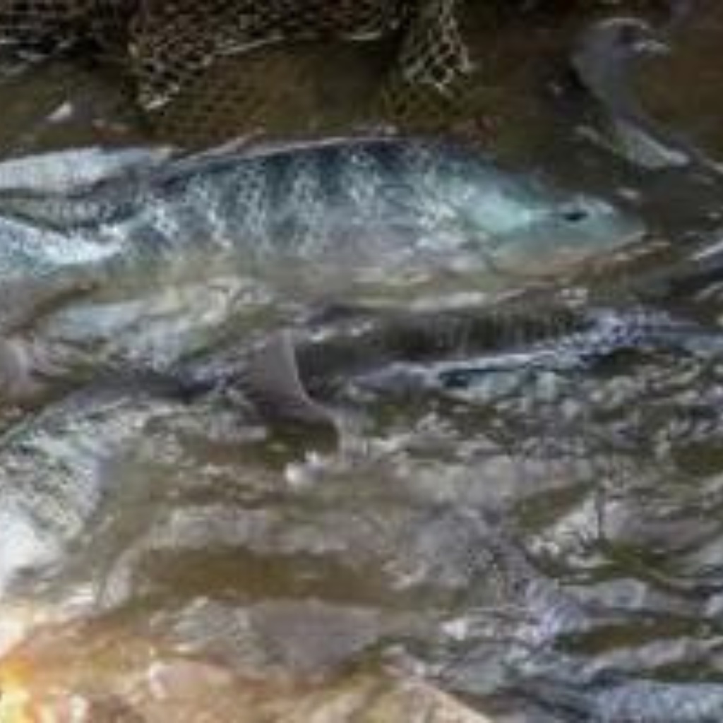 

IKAN NILA SEGAR MURAH SUDAH DIBERSIHKAN 1KG