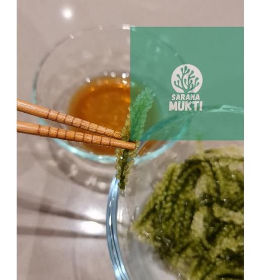 

Produk Tebaik!! Anggur laut/ Green Caviar/ Latoh/ Lawi lawi/ Sea Grapes (Caulerpa Sp.) xhzy929