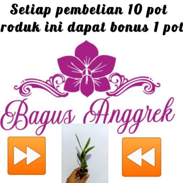 Oke Price.. Dendrobium capung Kalimantan