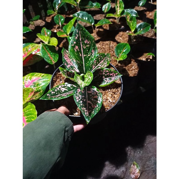 Aglonema pink Dalmation