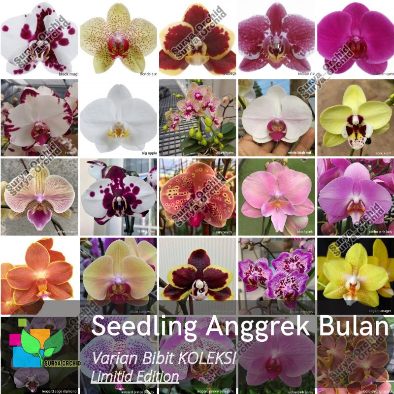 Seedling Pra Remaja Anggrek Bulan Varian Warna Koleksi Angbul Taiwan Premium usia 8-12 bulan