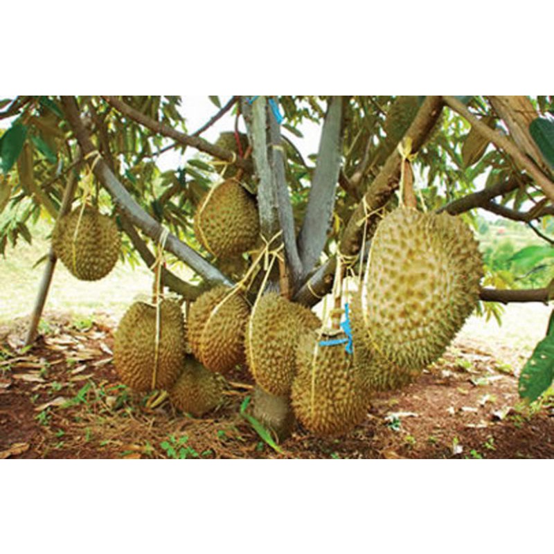 bibit durian Montong okulasi