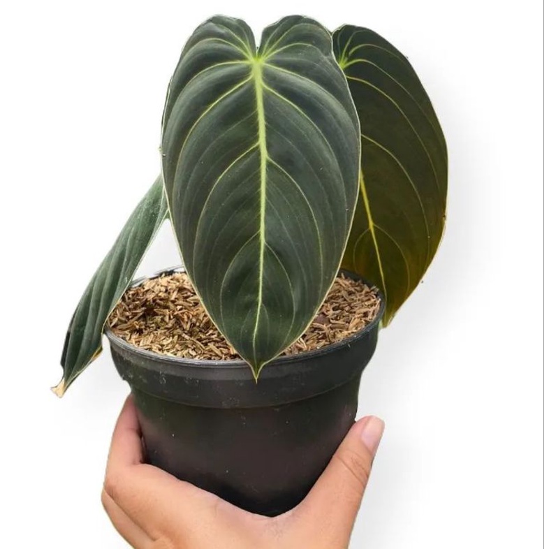 PROMO philodendron melanocrhysum - melano - philodendron melano - philodendron