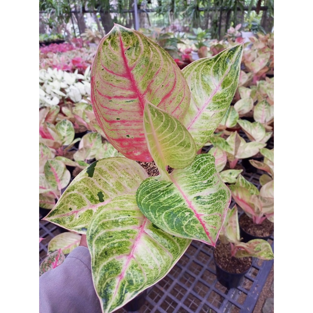 Aglonema Moonlight Dewasa Jumbo Super / Aglo Moonlight Rimbun