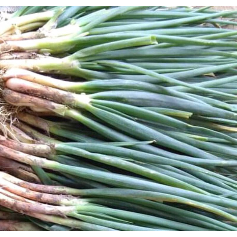 

daunbawang bawangdaun seikat