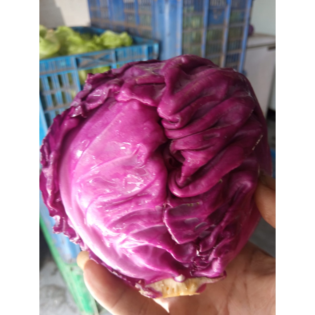 Jual Kol Ungu Segar Sayur Organik Kubis Ungu 1 Kg Shopee Indonesia