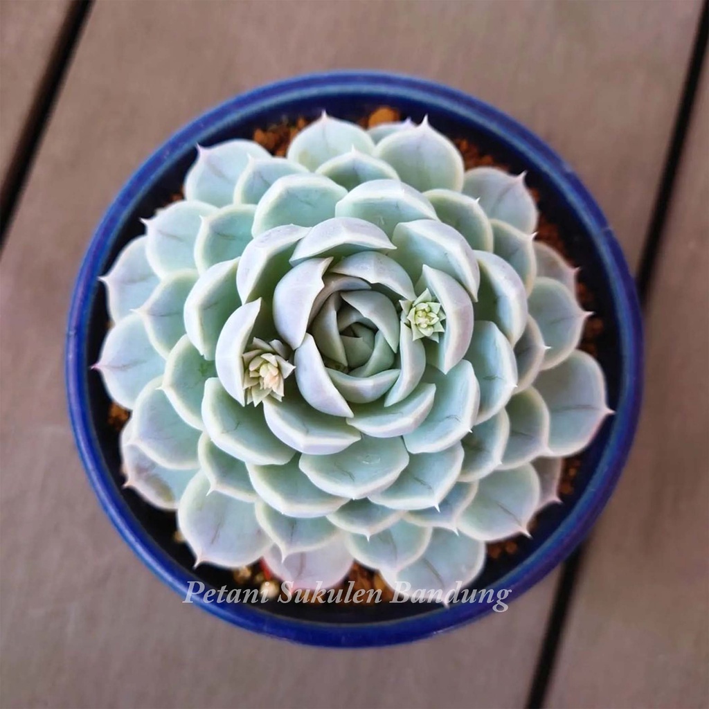 Echeveria ARTIC ICE Sukulen Kaktus elegans elegan articice lilacina pohon tanaman hias asli bukan artificial plastik dapat dikirim pot