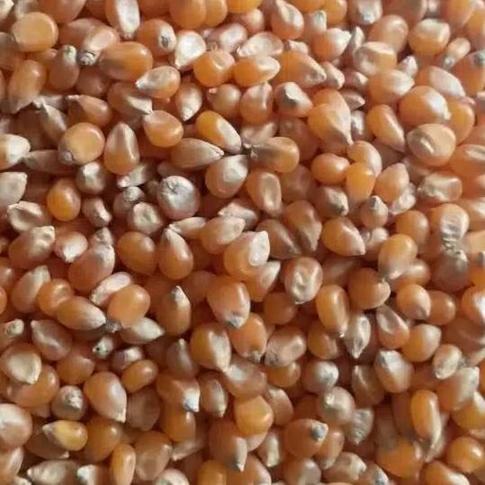 

Star jagung popcorn mentah 1kg buruan