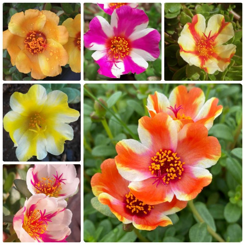 Krokot / Mossrose Duna