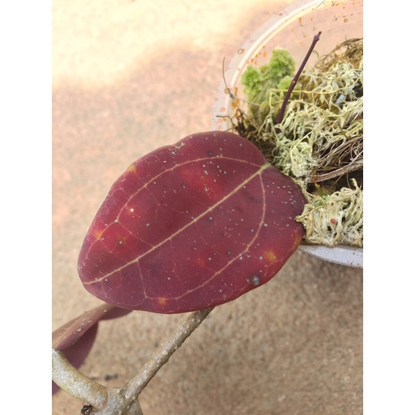 Hoya baru/No id