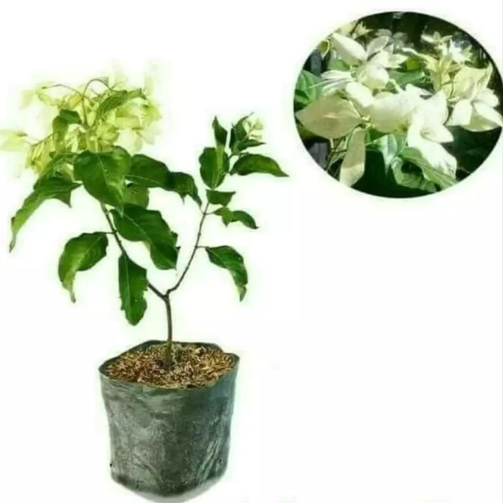 tanaman bunga nusa indah / tanaman hias bunga nusa indah / tanaman bunga putih / tanaman nusa indah